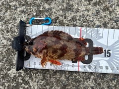 ヨロイメバルの釣果