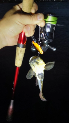 ウロハゼの釣果