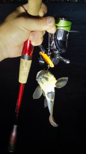 ウロハゼの釣果