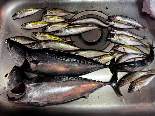 ソウダガツオの釣果