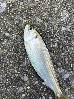 サッパの釣果