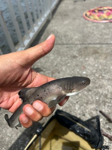 ドチザメの釣果
