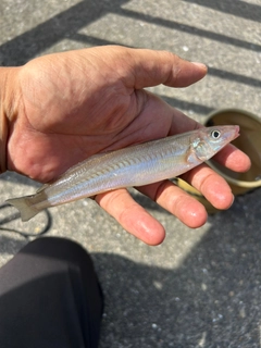 シロギスの釣果