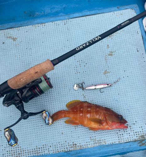 アカハタの釣果