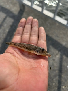 ハゼの釣果