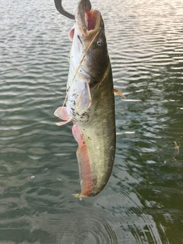 ナマズの釣果