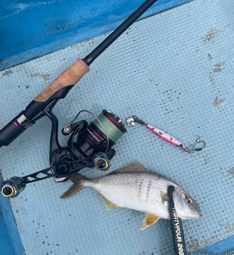 カンパチの釣果