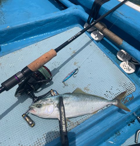 ブリの釣果