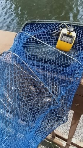 マハゼの釣果