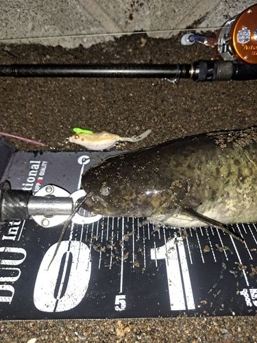 ナマズの釣果