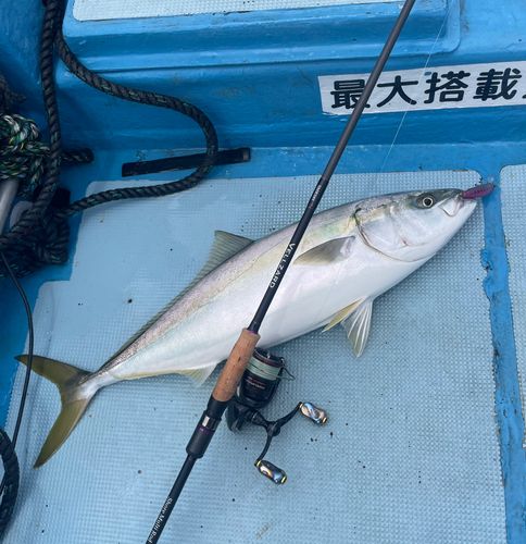ブリの釣果