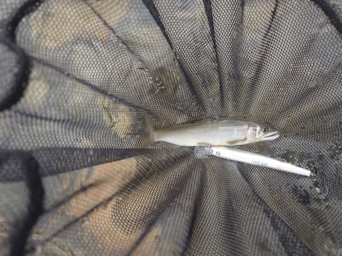 アユの釣果