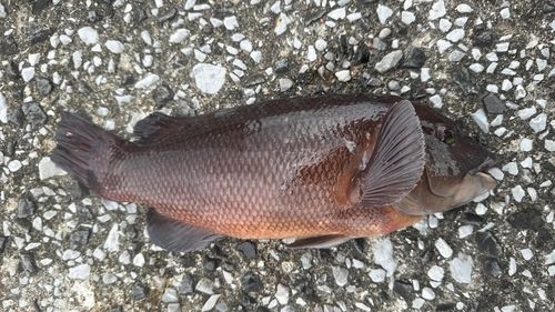 コブダイの釣果