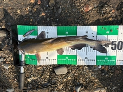 アメリカナマズの釣果