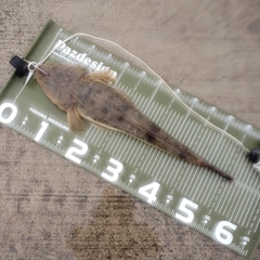 マゴチの釣果