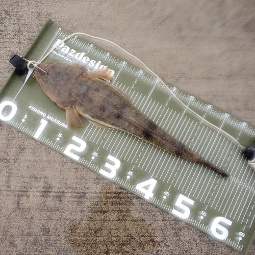 マゴチの釣果