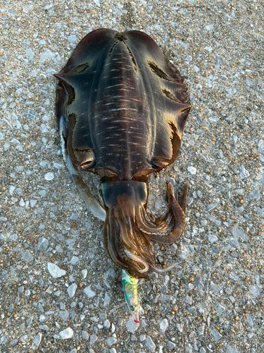 アオリイカの釣果
