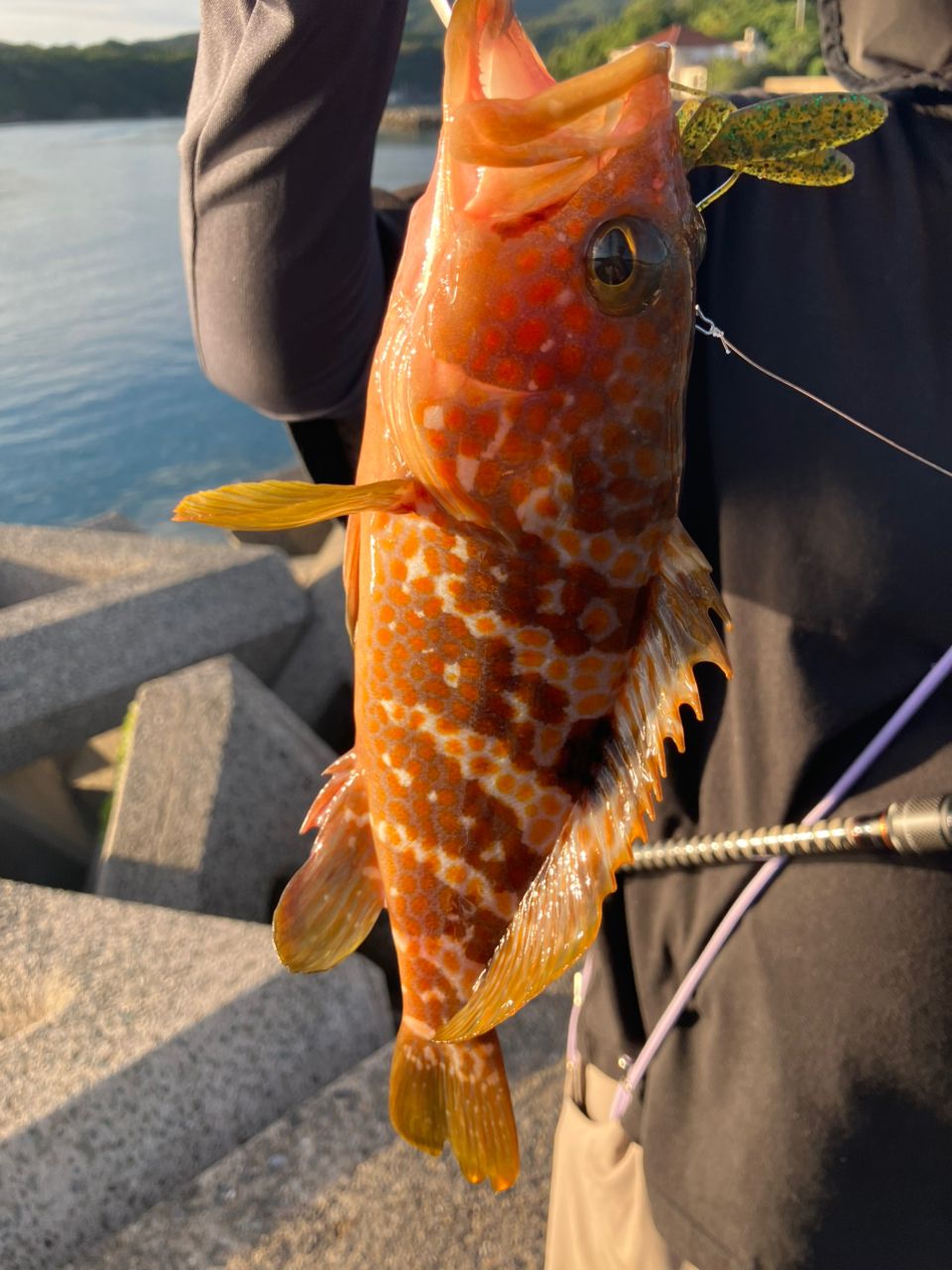 AbuGarcia ソルティーステージ KR-X キジハタ SXKS-822M-KRの最安値