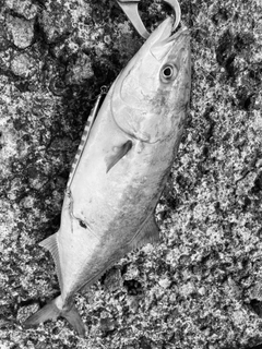 フクラギの釣果