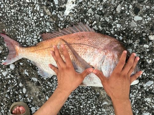 マダイの釣果
