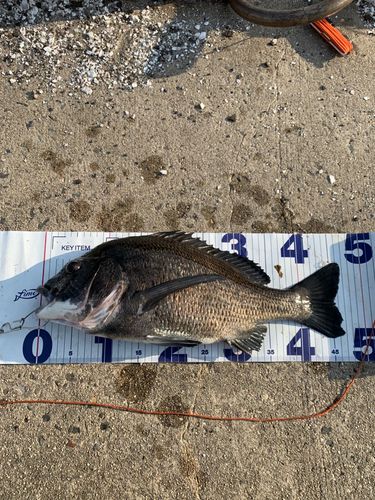チヌの釣果