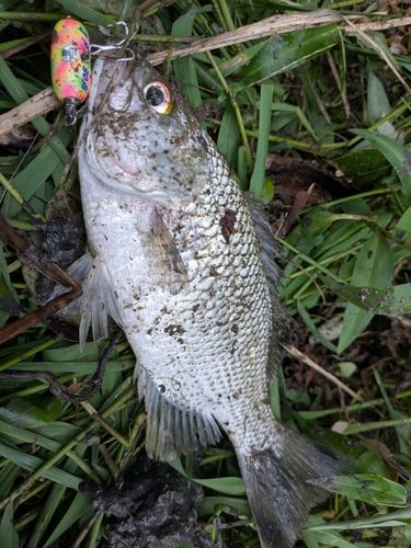 オオクチユゴイの釣果