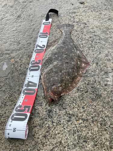 イシガレイの釣果