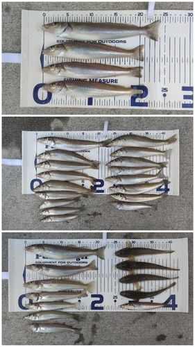 シロギスの釣果