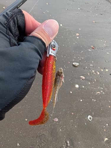 メゴチの釣果