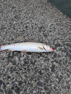 ウミアメの釣果