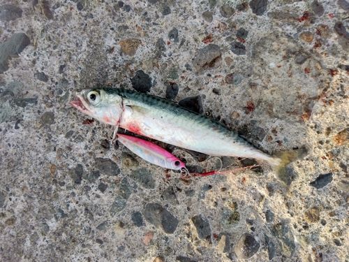 サバの釣果