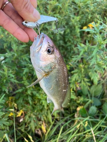 イシモチの釣果