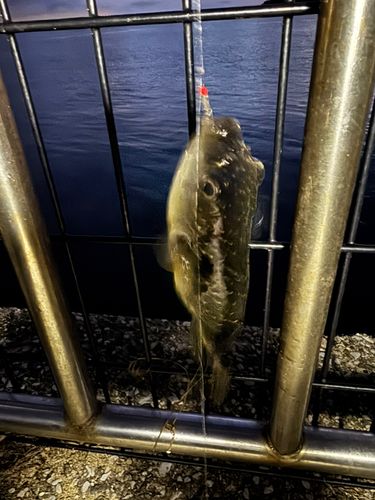 アカムツの釣果