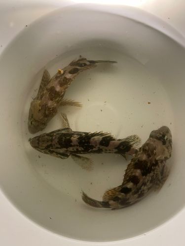 タケノコメバルの釣果
