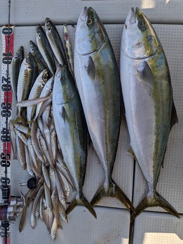 ハマチの釣果