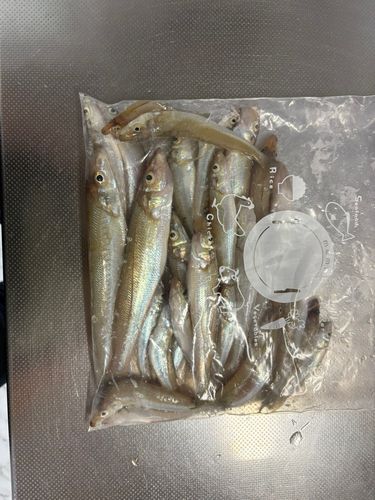 キスの釣果