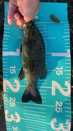 ラージマウスバスの釣果