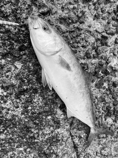 ヒラマサの釣果
