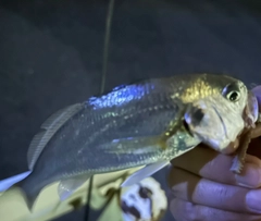 イシモチの釣果