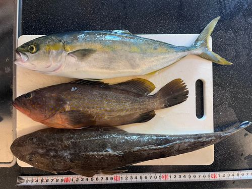イナダの釣果