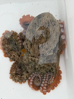 タコの釣果