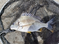 キビレの釣果