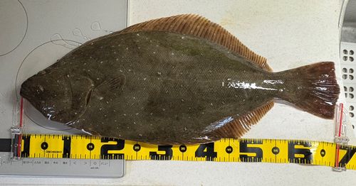 ヒラメの釣果