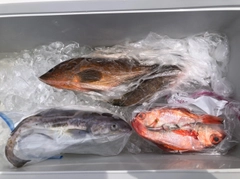 スケトウダラの釣果
