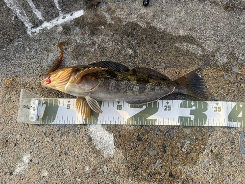 アイナメの釣果