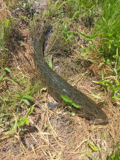 ライギョの釣果