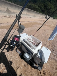 シロギスの釣果