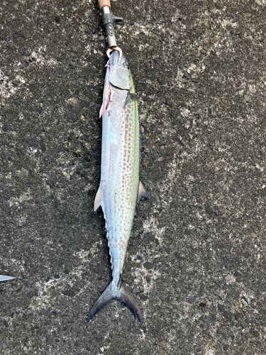 サワラの釣果
