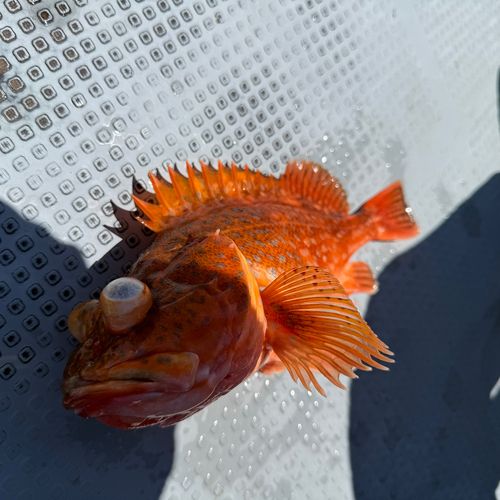 ウッカリカサゴの釣果