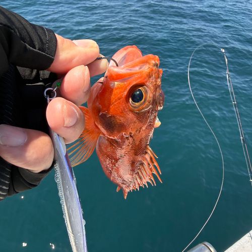 ユメカサゴの釣果